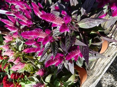 This bottle brush flowered Celosia looks nice in the fall garden or in pots but it’s not frost hardy and does not make a good houseplant.  ANDREW MESSINGER
