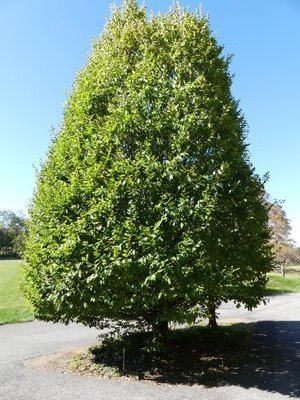This European hornbeam (Carpinus betulus) is surrounded by blacktop pavement and the foliage dripline pushes any rain away from the small root zone. Trees sited like this one need periodic irrigation as well as feeding. ANDREW MESSINGER