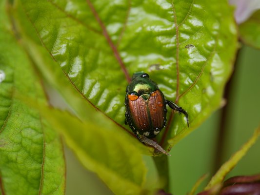 This Japanese beetle show the insect's characteristic copper colors, which are its wings. The forward thorax and head are usually an emerald green. The Oriental beetle, which it is commonly confused with, does not have the green and is straw-colored. ANDREW MESSINGER