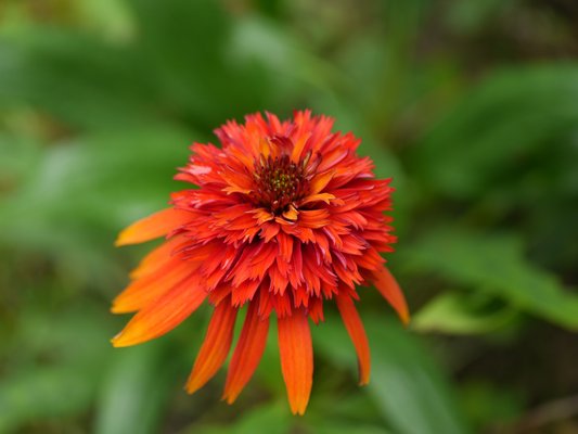 Echinacea Hot Papaya may not win awards for grace and form, but the flower colors are remarkable. ANDREW MESSINGER