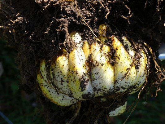 The scales surrounding the bulb are very obvious here. Several scales can be carefully peeled of with the base in tact. The scales are then planted in a medium in a plastic bag and kept in a dark and warm spot for several months to allow new bulblets to form along the scales edge. ANDREW MESSINGER