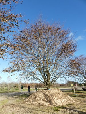 Beech tree roots can be damaged by sudden temperature changes and several days before being purchased a sudden and sharp freeze was predicted. The root ball was heavily mulched to protect from the freeze. ANDREW MESSINGER