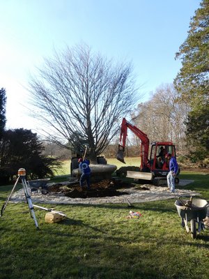 Having arrived at the planting location work begins on the planting hole but the stump of the removed maple tree was not giving up the ghost.    ANDREW MESSINGER