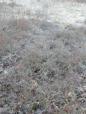 These are lowbush blueberries growing in an undisturbed (protected) section of Shinnecock Hills. When there was a nearby train station, stopping train brakes would shoot sparks into the prairie causing it to burn every few summers and that simply rejuvenated the blueberry patches. ANDREW MESSINGER