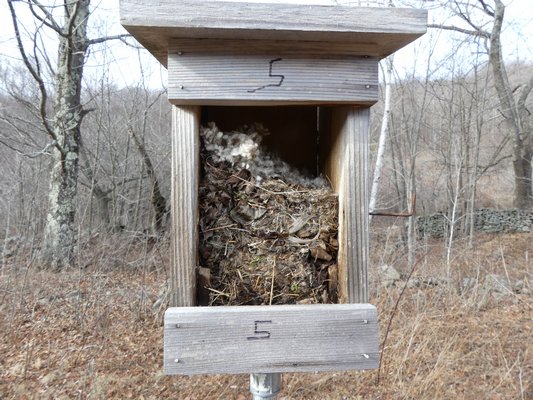 White footed mice or deer mice took over this nesting box and six of them became winter tenants. ANDREW MESSINGER
