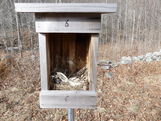 The feathers in this nesting box and field observations indicate that tree swallows made their nest here. Four chicks were fledged. Tree swallows will also nest in bluebird boxes. They are a marvel to watch in flight and just as the bluebirds they are voracious consumers of insects. ANDREW MESSINGER
