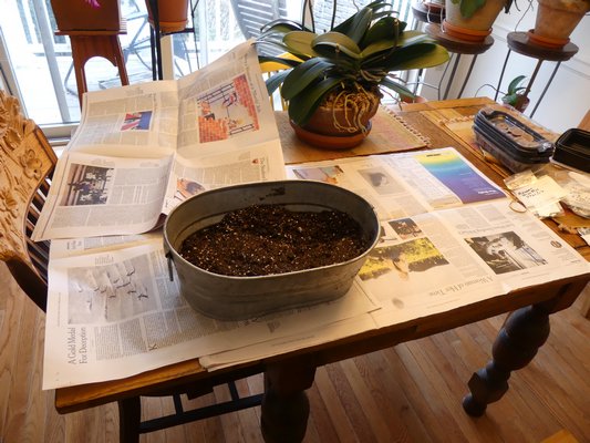 It’s time to start seeding and the dining room table is once again turned into a potting bench. The seed-starting soil is mixed in a galvanized trough that keeps things neat but not clean. ANDREW MESSINGER