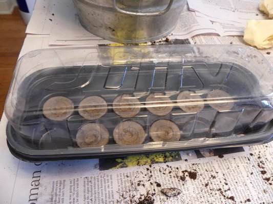 You can buy peat pellets as kits with plastic trays and clear plastic domes. These are perfect for seed germination and rooting cuttings but keep them out of the sun or everything will get cooked when the dome is on. ANDREW MESSINGER