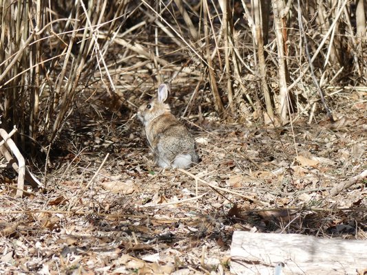 Peter is back and hungry, rousted from an asparagus patch. Rabbits are looking for anything edible at this time of the year. A repellent like Rabbit Scram can persuade them to feed elsewhere. ANDREW MESSINGER