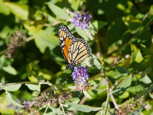 A monarch butterfly stops along Meadow Lane to feed on a butterfly bush flower. ANDREW MESSINGER