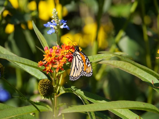 This monarch fed on a milkweed flower in Southampton during its southern migration last week. ANDREW MESSINGER ANDREW MESSINGER