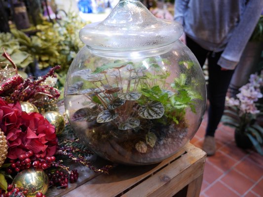 Light hitting this closed terrarium has allowed the heat to build up inside and condensation then forms on the glass. This can be avoided by limiting the moisture in the terrarium and keeping it out of any sunlight or direct heat. ANDREW MESSINGER