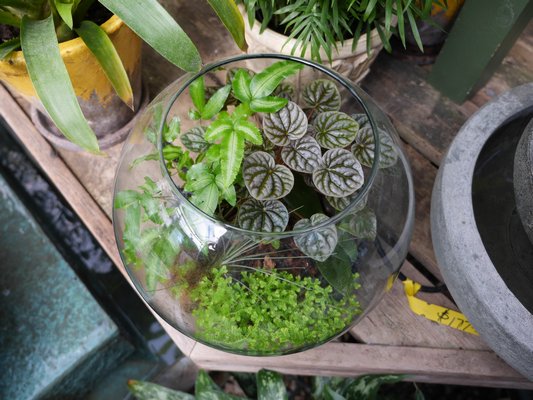 This open-top terrarium allows humidity to be captured inside the planter without the distraction of condensation building up on the glass sides. ANDREW MESSINGER