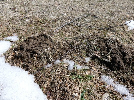 This mole hill, center, showed up in mid-March. The ground was soft and warm enough for worms to come back to life and the moles were not far behind looking for a meal. ANDREW MESSINGER