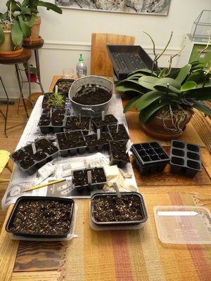The Hampton Gardener’s dining room table in late March. It may be a late spring, but the germinating perennials and vegetables couldn’t care less. ANDREW MESSINGER