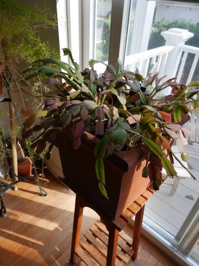 A quarter-century-old, well traveled, double-potted, puppy-pruned, indestructible Christmas cactus budding up for blooming this holiday season. ANDREW MESSINGER