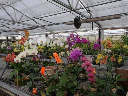 The best orchids sell out quickly during the holiday season, so if you’re looking to give one as a gift now is the time to shop. There are orchids for beginners all the way to experts. ANDREW MESSINGER