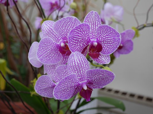 Orchids, like this Phalaenopsis at Venamy Orchids in Brewster, make great holiday gifts, with prices ranging from $15 up into the hundreds of dollars. ANDREW MESSINGER