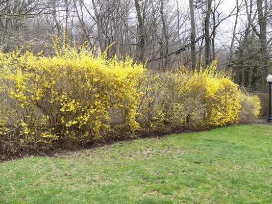 A hacked Forsythia hedge that is thin and has areas that at nearly flowerless. This hedge is pruned several times during the growing season to ‘keep its shape’ and the result, done by a untrained landscaping crew, looks like this.   ANDREW MESSINGER