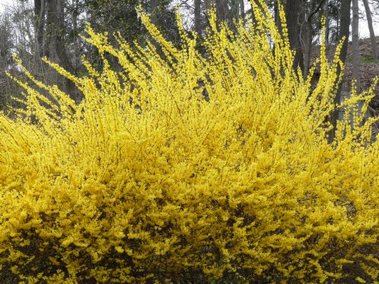 This Forsythia planting is a bright spot in what can be a dull period in the early spring landscape. This particular ‘cloud’ gets minimal attention other than an annual reduction of one quarter of the older canes just after flowering in early May.     ANDREW MESSINGER