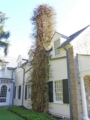 Climbing or creeping hydrangea allowed tof ‘adorn’ a two story stone and masonry chimney. In addition to damaging the masonry the hydrangea allows various animals access to the eaves and dormers as well as the chimney. A carful look at the top of the chimney in the center reveals a summer nest from grey squirrels.       ANDREW MESSINGER