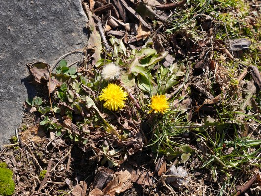Dandelions will flower and even go to seed on a warm winter day. Seed heads (above center flower) should be removed to prevent future plants and if possible the entire plant should be dug, root and all. ANDREW MESSINGER