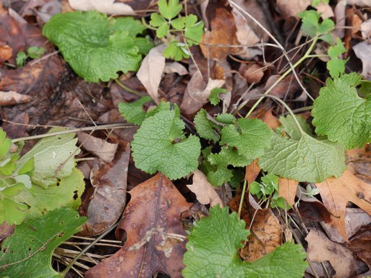 Garlic mustard leaves grow from a center stem and reach outward. Grab the stem at the soil level and pull up to get the root along with all the leaves. The plant will die once pulled and can be left behind, but be sure to get the root, not just the leaves. ANDREW MESSINGER