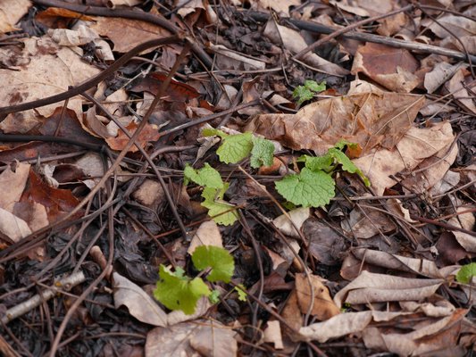 Garlic mustard is a biennial, growing foliage the first year and setting seed the second. Smaller plants can be found in gardens and leaf litter, but this winter's foliage leads to next summer's seeds. Pull or dig these plants out, roots and all. ANDREW MESSINGER