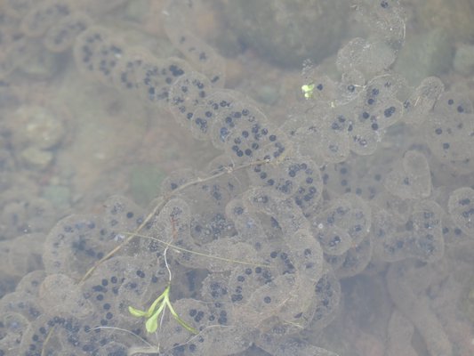 Toad eggs are laid in ribbons just less than a half inch in diameter. The black dots are the actual eggs. These eggs turn into tiny tadpoles that mature during the summer and quickly emerge from the water as toads. ANDREW MESSINGER