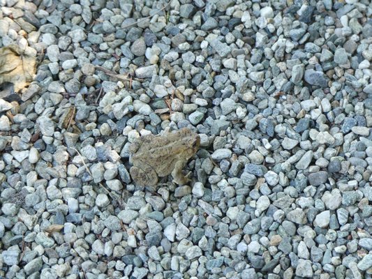 This toad was noted early in the morning on a pea gravel walkway on the shady side of a Bridgehampton house. Not always warty, toads can have remarkably camouflaged colors and patterns that keeps them well hidden from us and predators. ANDREW MESSINGER