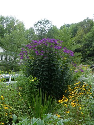 Veronia noveboraensis, or the New York ironweed, is a very native plant that flowers with brilliant blue/purple flowers in September. The plant can grow to 8 feet tall so it’s relegated to the back of the border or as a specimen plant. Difficult to divide, thus its common name. ANDREW MESSINGER