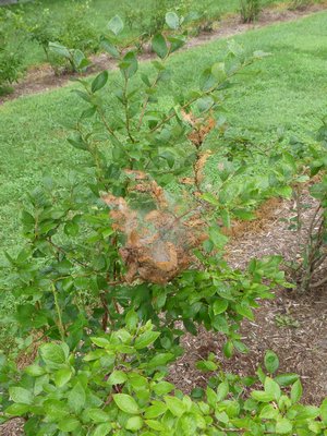 Fall tent caterpillar damage on a highbush blueberry plant. ANDREW MESSINGER