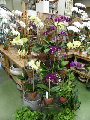 Phals for sale at a Southampton garden center. Budded and blooming they should continue to flower for several more months. These orchids sell fast before the holidays so find one or more that strike your fancy and get it home and settled in. ANDREW MESSINGER