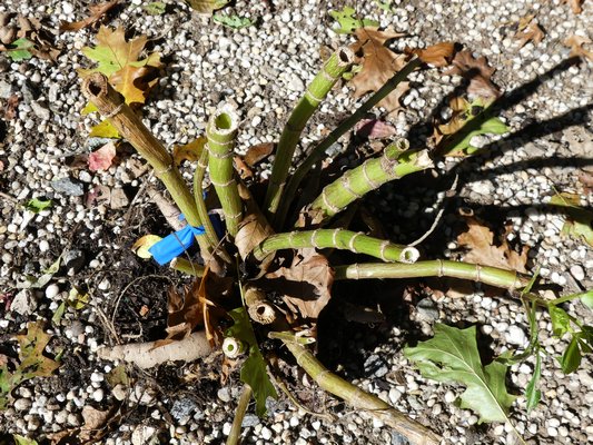 Looking down at a dug dahlia clump, notice that the stems have been allowed to cure and dry. The brown stem on the left should be trimmed to healthier tissue, while the green stem in the center with white desiccation is perfectly cured. ANDREW MESSINGER