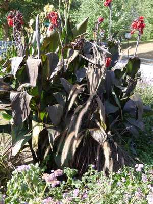 Canna foliage damaged by the October 19 frost. Canna tubers are very susceptible to rot once the foliage has been visited by Jack Frost. ANDREW MESSINGER