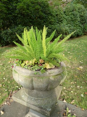 A foxtail asparagus ‘fern’ as the centerpiece of an outdoor concrete urn may have a winter home in a bright window of the Hampton Gardener.    ANDREW MESSINGER