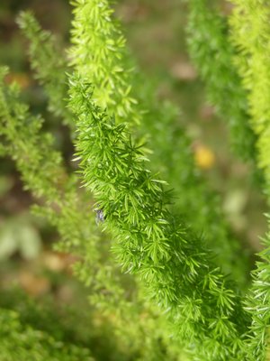 The leaves of Asparagus densiflorus ‘Meyers’ or the foxtail fern are on stiff, slightly arching stems that can be two feet long. The leaves themselves are flat and stiff like hemlock leaves.    ANDREW MESSINGER
