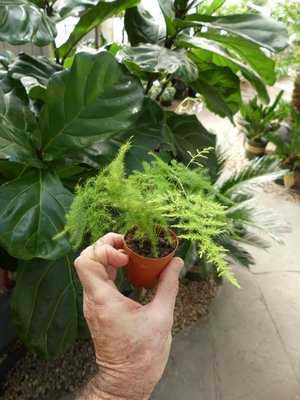This tiny Plume asparagus (Asparagus plumosus) in a two inch pot and was in a local garden center. For under five bucks. In a year or so, with proper potting, this plant will make a wonderful house plant with arching, airy plumes of emerald green foliage several feet long.    ANDREW MESSINGER