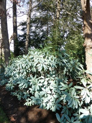 If deer repellents aren’t property mixed and applied, they can leave a very unsightly white cast on rhododendron foliage that can last for weeks and months.  ANDREW MESSINGER