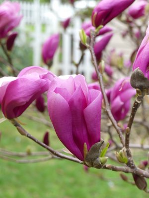 Magnolia flowers lasted as long as three weeks this spring with the cool and cloudy weather. Some years they get killed by frost and some years they only last a day or so in extreme heat. This year, perfect. ANDREW MESSINGER