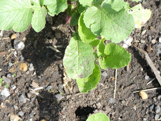 Flea beetle damage on radish foliage (center leaf) result in sunken brown spots. The beetles feed on the underside of the foliage and look like grains of ground black pepper. ANDREW MESSINGER