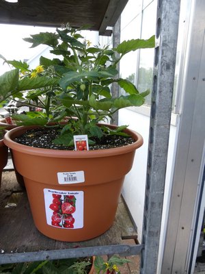 This potted $15 tomato plant is not intended for transplanting but for patio or balcony use. The small green fruits make one think the tomatoes will ripen early, but most likely they won’t due to their need for the warmer days of June and July. ANDREW MESSINGER