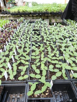 These cell packs of cucumber seedlings are only a few weeks old and much too young to go into the garden. If placed in a sunny window and allowed to continue growing then planted in the garden in about 10 days, they will quickly catch up and be fine. ANDREW MESSINGER
