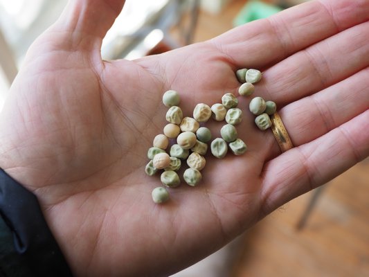 Pea seeds are just dry peas from last year. The seeds are large enough for children to handle, making them easy for kids to plant. Watch for broken and shattered seed, only planting the shriveled but whole seeds. ANDREW MESSINGER ANDREW MESSINGER