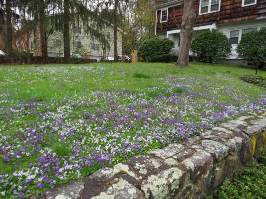A weedy lawn or a lawn of wildflowers? This infrequently mowed “lawn” is a riot of blues, purples and whites as the well established wild violets have been encouraged to naturalize and spread. No herbicides and no fertilizers have been used on this property in years. ANDREW MESSINGER