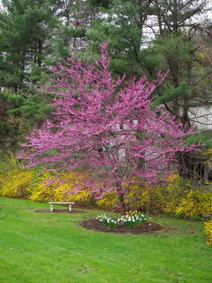 Cercis canadensis, or Eastern redbud, planted as a specimen. While the tree can get to 25 feet tall, it’s usually a shrub growing to only 12 to 15 feet and just as wide. ANDREW MESSINGER