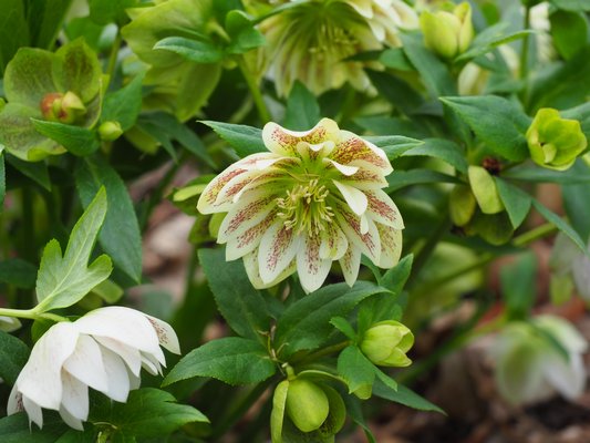 Helleborus hybridus Painted Doubles Doubles is a white bicolor with deep plum and red hues. The flowers can also have hints of green in them as well. Colors and patterns can vary depending on the grower or vendors stock and source. This was blooming in late April. ANDREW MESSINGER