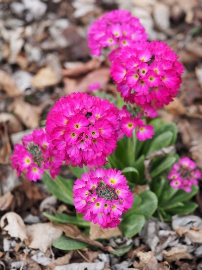Primula cashmeriana Ruby has a striking, ball-shaped flower that radiates in the early spring garden. ANDREW MESSINGER