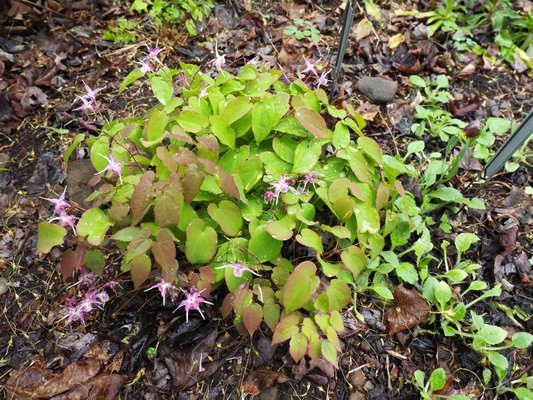 Epimedium "Dark Beauty" is the only one of five Epoimedium varieties that has survived for me but at least for now it seems to have disappeared from the marketplace. ANDREW MESSINGER