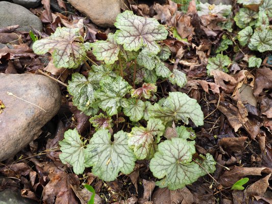 Heuchera "Mystic Angel" overwinters remarkably well and colors up very early in the spring. But this is another perennial that seems to be missing in action at garden centers and nurseries. ANDREW MESSINGER